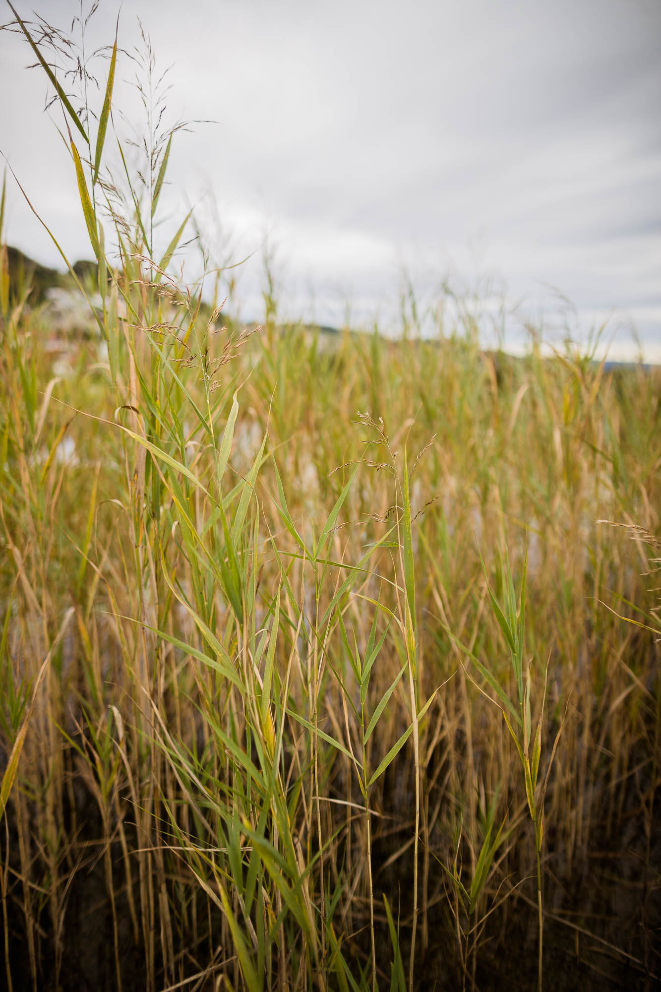 Export x3 1DX27964 Hochzeit 2020 Claudia & Thomas